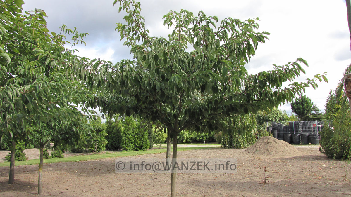 Cornus controversa - Hochstamm 3.JPG